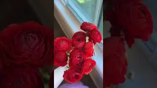 Red ranunculus
