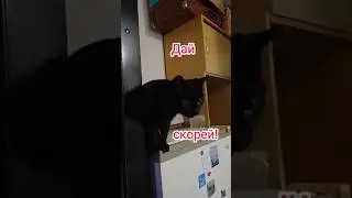Кошка запрыгнула на холодильник и требует еду.