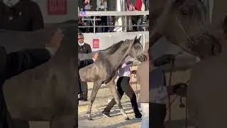 Арабские лошади