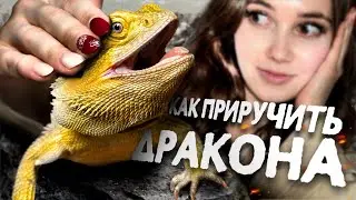 Как приручить своего питомца? ❤️ АГАМУ, ЭУБЛЕФАРА, ЗМЕЮ. Самые эффективные методы