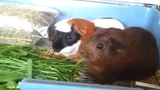 Морские свинки и пёс :)