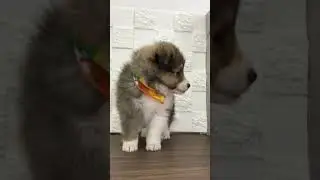 ペットショップ 犬の家 中津川店 「シェルティー♀」「112271」