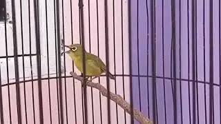 Burung Pleci OTW Gacor!