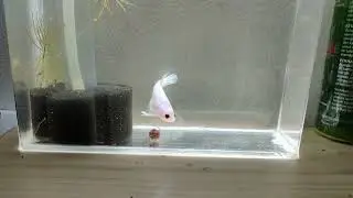 Betta Eat Worms