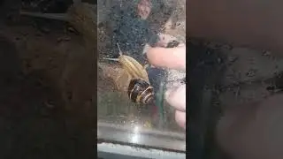 У нас в области завелись большие улитки.