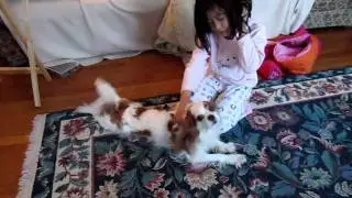 Bella Yoga:  By Cavalier King Charles Spaniel Instructor, Bella Sweetheart
