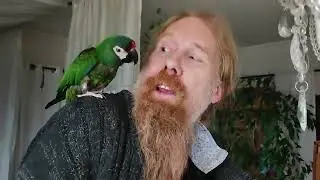 So cute parrot moving in at our home! Like to kiss!