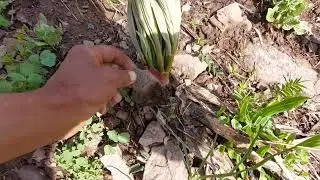 дар айлок Ош кардем яйловда палов килдик