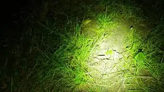 Кормим жабу рыбой))