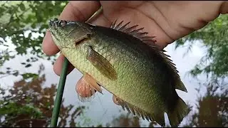 New Best Hook Fishing Video Big Fish With Hook By Pond #Fishing - Animal Catching Technology