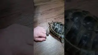Ila43hernandez Gaming Palace and my tortoise Little Papa