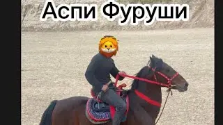 Аспи Фуруши Аспи Фуруши дар ш.Ҳисор.7сола. қад:155+  Нарх 33 ҳазор сомон бо савдо меша тел:985548808
