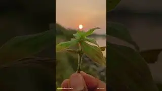 sun ☀️ photography meri ja tune mujhko pagal ha kya 🥀#sun