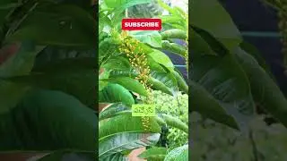 UNIQUE PLANT IN NURSERY PLANT #shorts #gardening #nurserymela2024