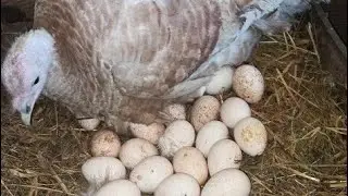 Индюклар якинда Она булишади😍😍Огаротда иш кизгин бошланиб кетди.