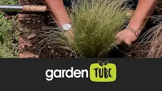 Planting drought friendly grasses