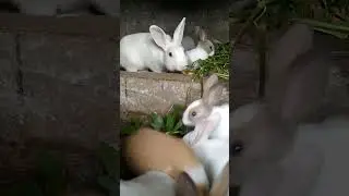 together with these cuties
