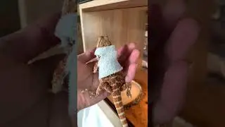 Моя бородатая агама умерл@ 😭😭😭😭😭😭😭😭😭￼
