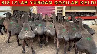 XISSORI qozi mana bunday bolibdi😱 88-466-55-58   99-978-74-74