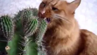 Кот мазохист