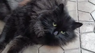 МАМА КОШКА ПРИНОСИЛА ПОКАЗАТЬ КОТЁНКА