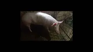 ПИЩЕВОЕ ОТРАВЛЕНИЕ СВИНЬИ---- ЛЕЧЕНИЕ ЕЕ!