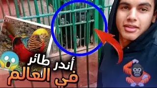 مشيت حديقه حيوان الفيوم 🐅🐘 لقيت أندر طائر في العالم ! 😱🦃