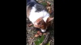 Playing in the Park - the Corgi Way
