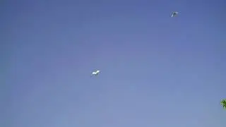 29 08 22г Двухчубая молодежь средних выводков