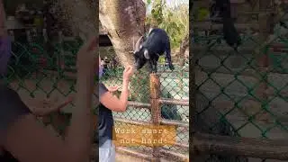 Goats in Trees. Leofoo Village 六福村