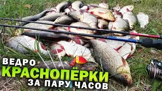 ПОПЛА ПОППЕР, красноперка ДУРЕЕТ и клюёт на каждом забросе / Рыбалка на Днепре