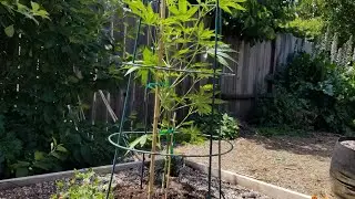 Into the Big Girl Pots😁🤙