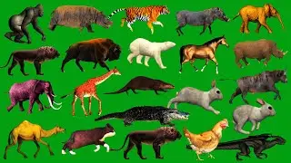 Line Running and Walking Green Screen Animals HD Green Screen Animals Video