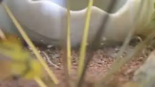 Apistogramma Cacatuoides Kakadu-Zwergbuntbarsch Jungtiere (Larve)