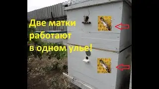 Two queen bees in one beehive