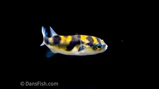 Final Fishroom Tour - This is HUGE!!!