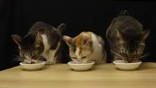 Cats Enjoy Egg Nog