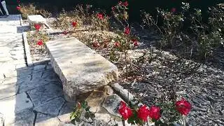 Розы в парке Ротшильда