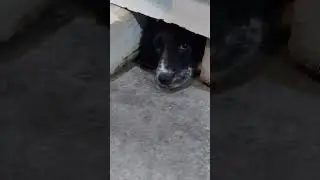 Собачьи мысли!