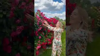 My rose fence. 🌹A full review of varieties is on my channel 