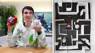 Dev Labirentte Robot Fare ve Evcil Hayvanlarım Yarışıyor!