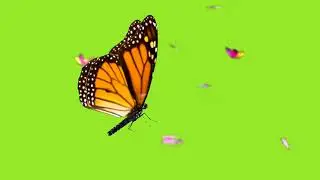 Butterfly green screen effects/colour full butterfly green screen/4k ultra HD green screen.
