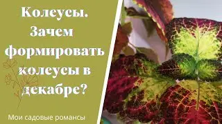КОЛЕУСЫ.Формируем, обрезаем и зачем это делать в декабре..