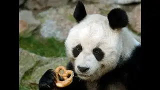 Juvies Festivos (Con Ingeniero) Horda Locura