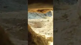 Hunting for chukar Шикори кабг