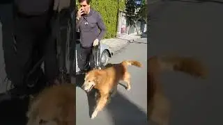 Llegando del VETERINARIO 🩺