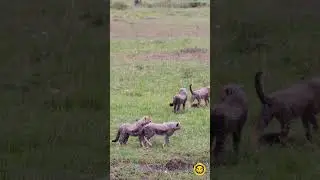 Котята гепарда Нашипай в заповеднике Масаи-Мара. Октябрь 2023. 