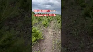РУССКИЙ ЛОСЬ против норвежской сосны