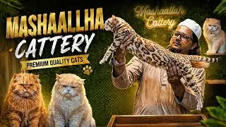 Luxury Cats Available 🐾 | MASHAALLAH CATTERY! Mumbai 
