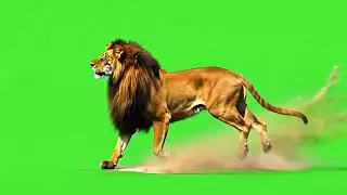 The BEST Collection of Lion Overlays | 12 Free Green/Blue Screen 2024